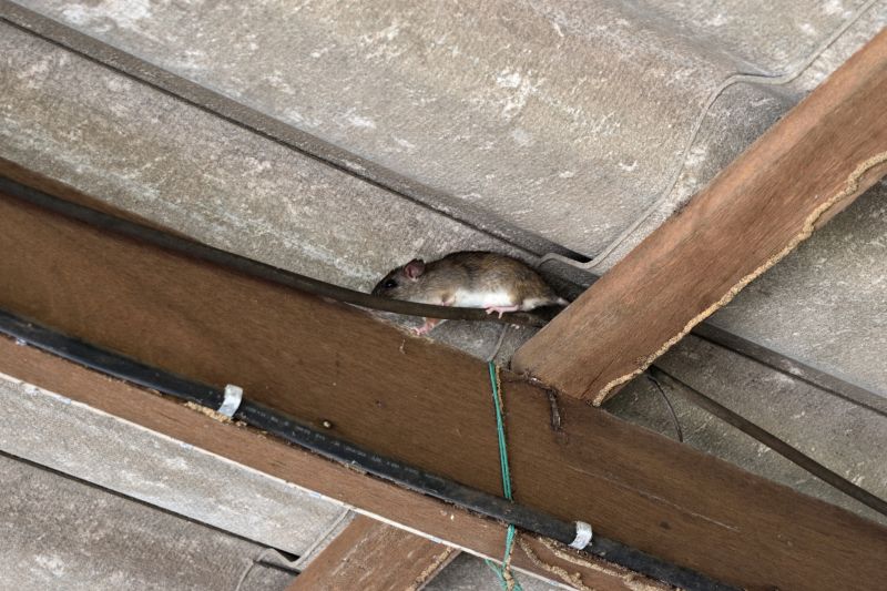 Attic Pest Damage