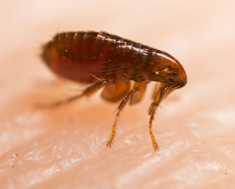 Common Flea And Tick Problems In Homes And Yards