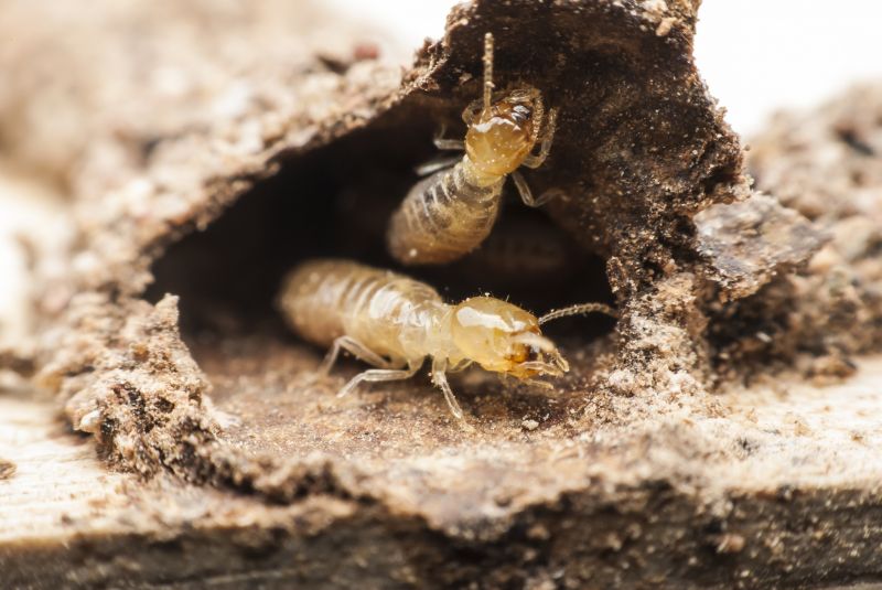 Termite Damage