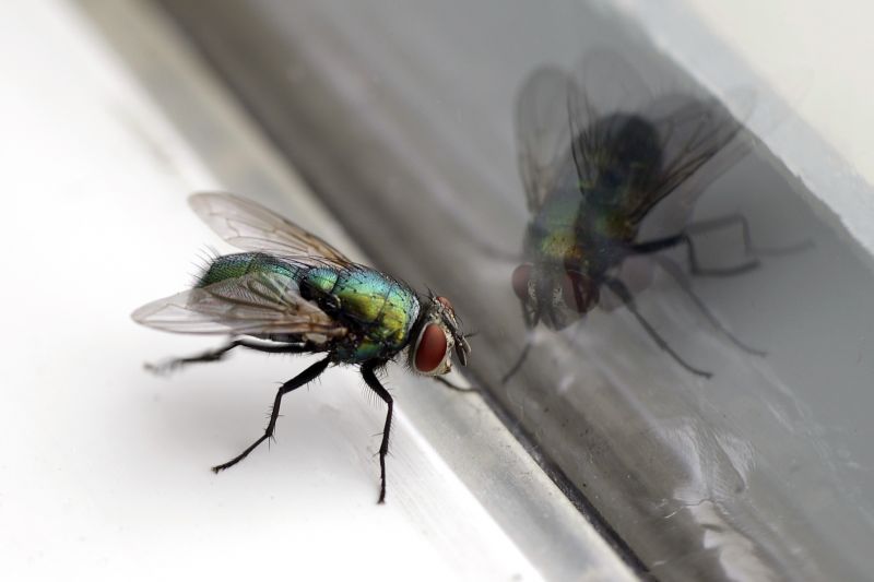 Fly Extermination in Katy, TX