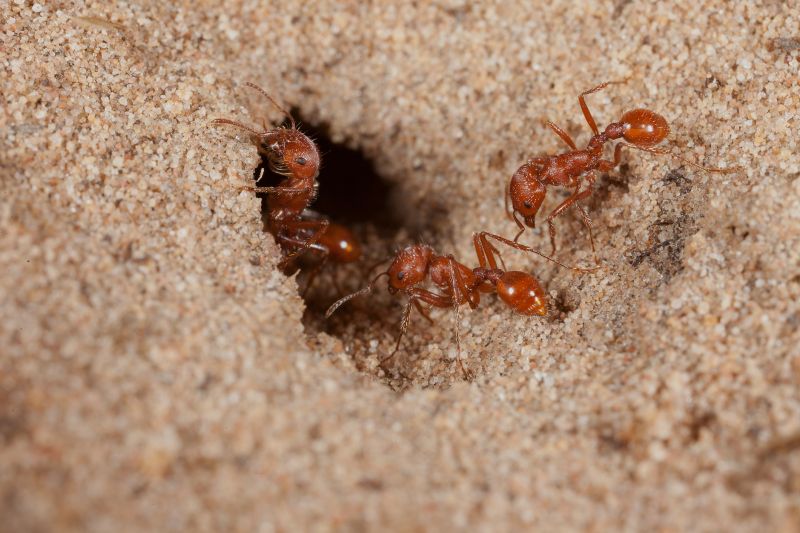Red Ant Extermination in Denton, TX