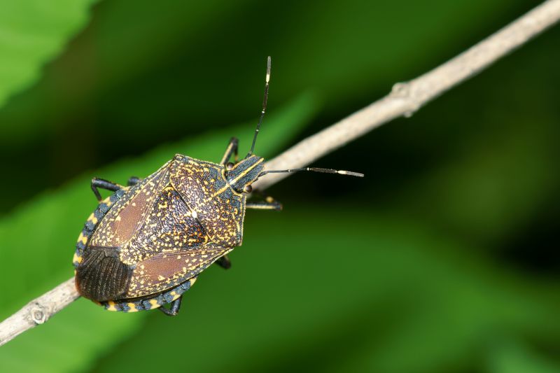 Signs You Have A Stinkbug Infestation Indoors
