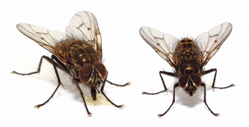 Signs Your Property Needs Professional Mosquito Or Fly Treatment