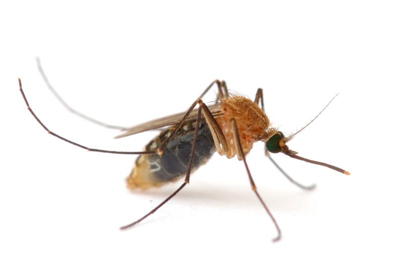 Signs Your Property Needs Professional Mosquito Or Fly Treatment